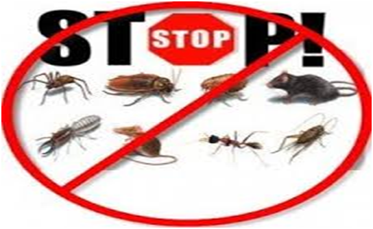 Signs That a Property Has a Pest Infestation